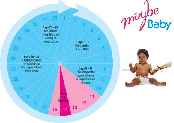 Fertility timing .